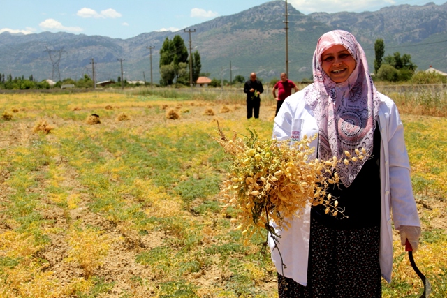 Meslek lisesinin organik nohutları hasat edilmeye başlandı