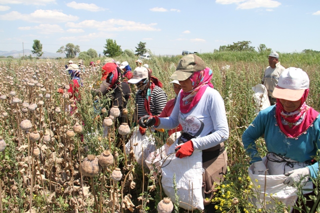 Haşhaş kırımı yapan kadınların zorlu mesaisi