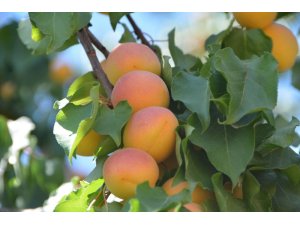 Kuru kayısı fiyatında son durum