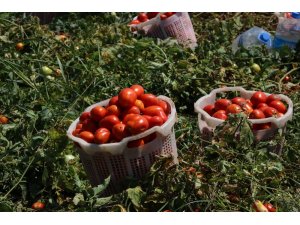 Hastalığın vurduğu domateste bu yıl fiyatlar yükseldi