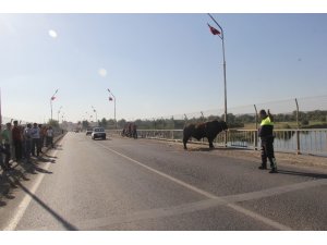 Sahibinin elinden kaçan boğa trafiği birbirine kattı