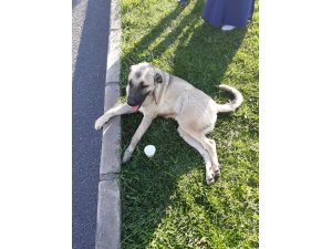 Vicdansız sürücü köpeğe çarpıp kaçtı
