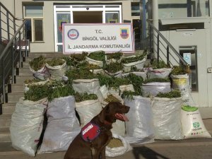Bingöl’de 300 kilogram esrar ele geçirildi