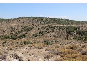 Hazine arazileri lavanta açacak