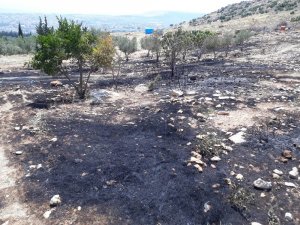 Mersin’de zeytinlik ve ormanlık alanda çıkan yangın korkuttu