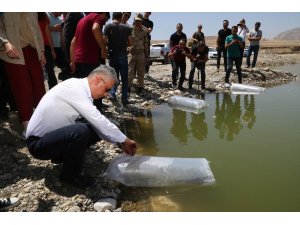 Yavru balıklar Dicle’ye kavuştu
