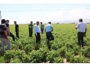 Niğde’de barbunya ekimi yapıldı