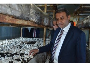 Vali Şıldak: “Altınyayla’da günde 20 tom Mantar yetiştiriliyor”