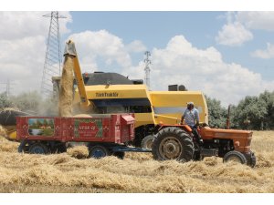 Derinkuyu'da hububat hasadı başladı