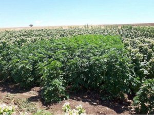 Diyarbakır’da 123 bin kök kenevir ele geçirildi