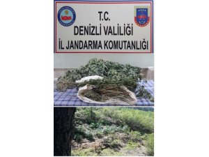 Zehir tacirleri yetiştirdikleri kenevirleri sularken yakalandı