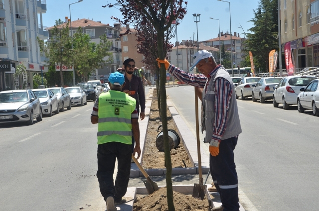 Süs eriği ağaçları estetik katıyor