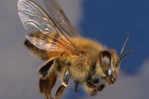 Arı sokması sonucu bir kişi öldü