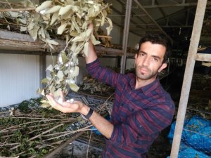 Kullanılmayan köy evleri ipek böceği besim evlerine dönüştürülüyor