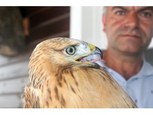 Sağlığına kavuşturduğu kızıl şahini doğaya saldı