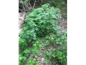 Karabük'te uyuşturucu operasyonu