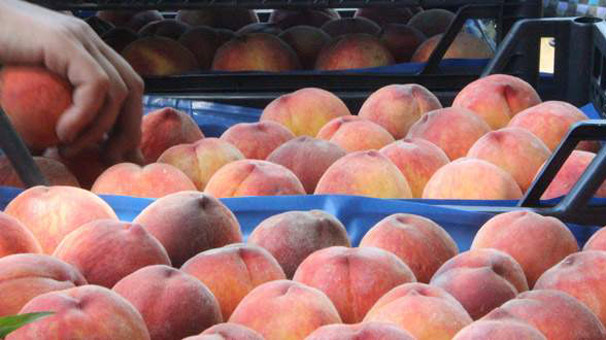 Şeftalide sezon bitmeden ihracat rekoru geldi