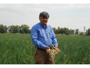 Soğan ve patates fiyatı neden yükseldi?