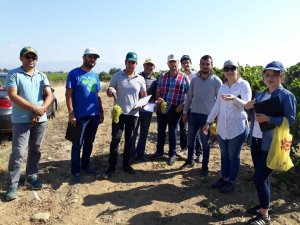 Üzümde rekolte tahmin çalışmaları başladı