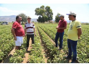 Beyaz altın yeniden rağbet görmeye başladı