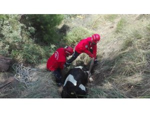 Çukura düşen inek 3 saatte kurtarıldı