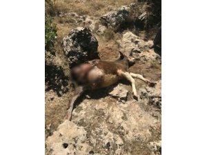 Sırtlanın saldırısına uğradığı iddia edilen dana öldü