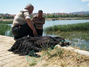 Yeni sezon için adak kurbanı kestiler
