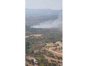 Zeytinlik alan kül oldu