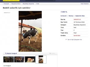 Bedelli askerlik inek sattırıyor
