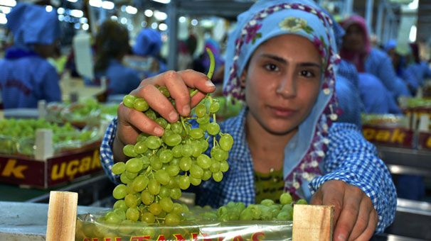 Sultaniye üzümde hasat ve ihracat sevinci