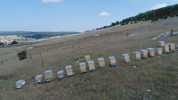 Köylüyü lavanta balı kurtaracak