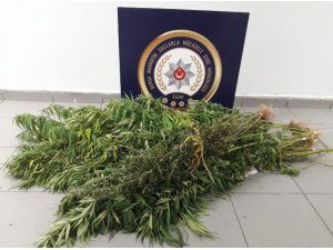 İpteki çamaşırların ceplerine uyuşturucu saklayıp, saksılarda kenevir yetiştirdiler