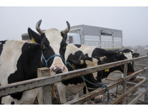 Edirne’de kurbanlık fiyatları belirlendi