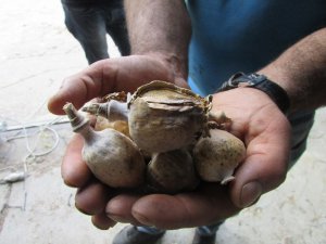 TMO haşhaş kapsülleri alımına başladı