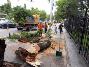 Başkent’te fırtınada ağaçlar devrildi