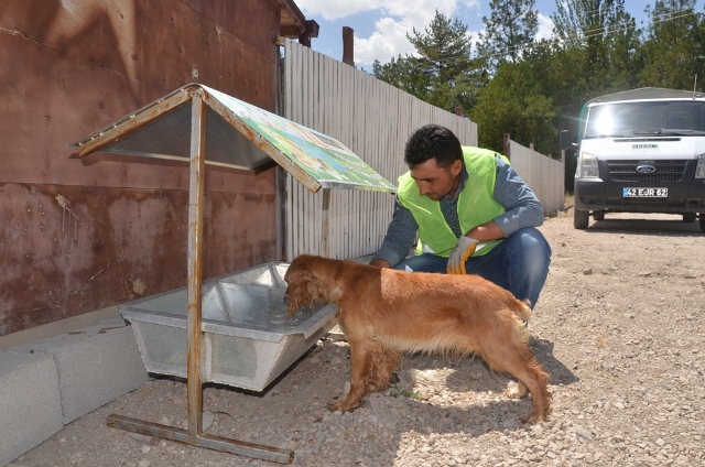 Ereğli Belediyesi’nden sokak hayvanlarına destek