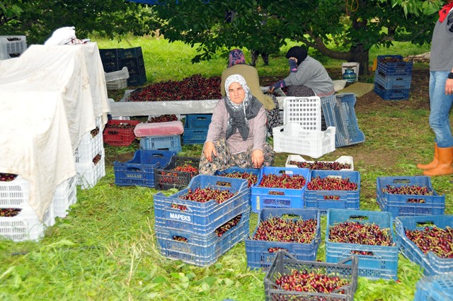 Kirazda ikinci Konya