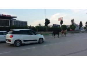 Bursa’da başı boş atlar trafiği tehlikeye soktu