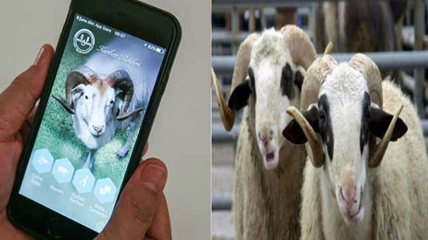 Kurbanlıkların kimlikleri "cep"ten öğrenilebilecek