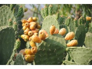 "Dikenli incir" Avrupa yolunda