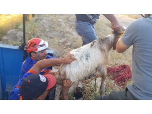 Sulama kanalına düşen keçi AFAD tarafından kurtarıldı