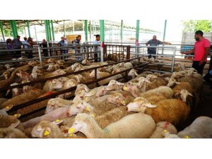 Sarıgöl’de genç çiftçilerin küçükbaş hayvan sevinci