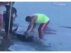 Gemlik’te karaya vuran yunus balığını doğradılar!