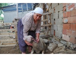 Başıboş gezen aç köpekler ağıla saldırdı