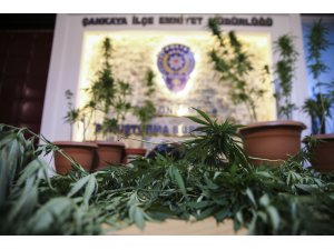 Evinin bahçesini uyuşturucu tarlasına çevirmiş