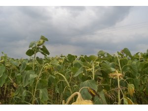 İnegöllü çiftçi Çin çekirdeğine tepkili