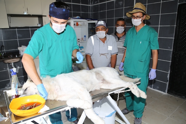 Sokak hayvanları kısırlaştırılıyor