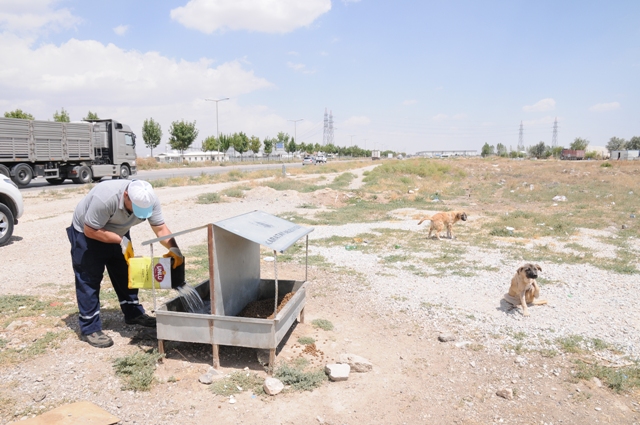 Karatay Belediyesi Yaz Sıcaklarında Da Sokak Hayvanlarının Yanında