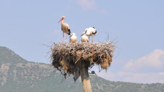 Yuvalarından düşen yavru leylekler kurtarıldı