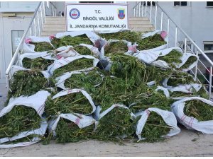 Bingöl’de 700 kilo esrar, 40 bin kök kenevir ele geçirildi